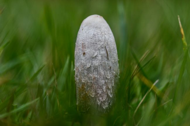 Mike Carroll | Ethereal Mushroom