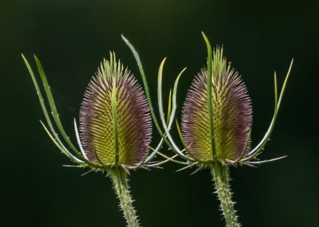 Mike Carroll | Teasels for Two