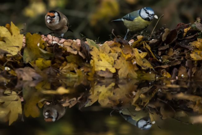 Mike Carroll | Oops - dropped it!