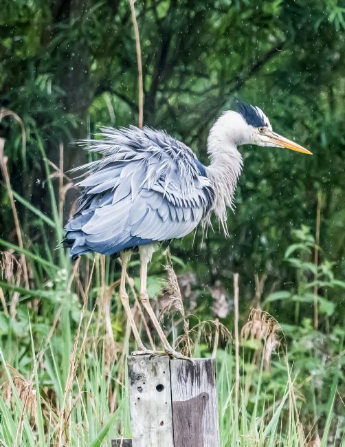 Mike Carroll | Grey Heron at Rye Meads 2