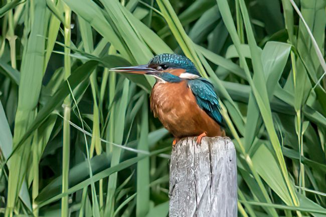 Mike Carroll | Female Kingfisher