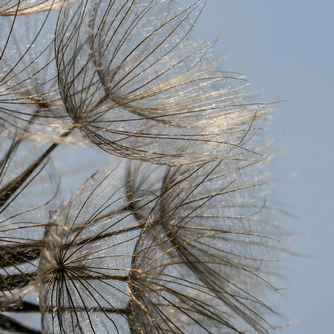 Mike Carroll | Seed head macro