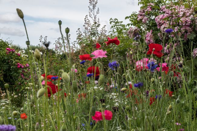 Mike Carroll | Colourful Wild Flowers