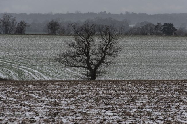 Mike Carroll | Winter Tree in the Snow