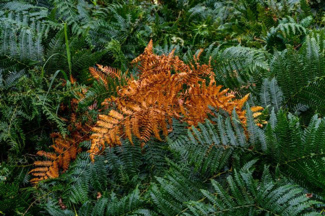 Mike Carroll | First signs of autumn