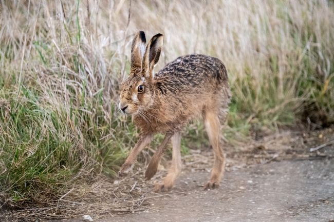Mike Carroll | Brown Hare