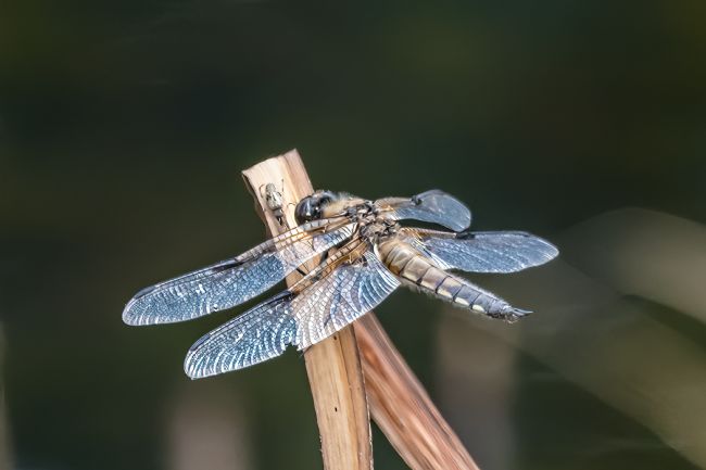 Mike Carroll | Four Spot Chaser