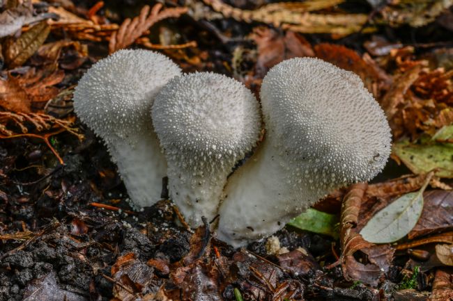 Mike Carroll | Common Puffballs