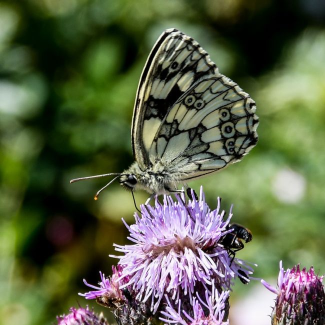 Mike Carroll | Marbled White Butterfly