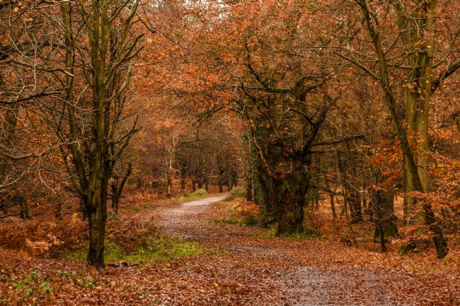 Mike Carroll | Autumnal Forest Walk (1)