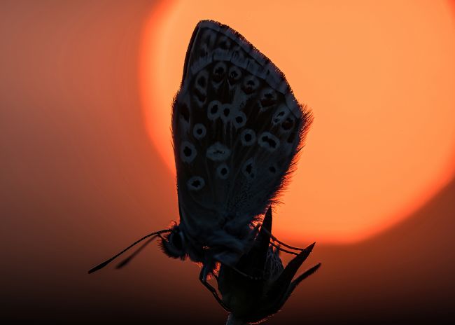 Mike Carroll | Chalkhill Blue at Sunset