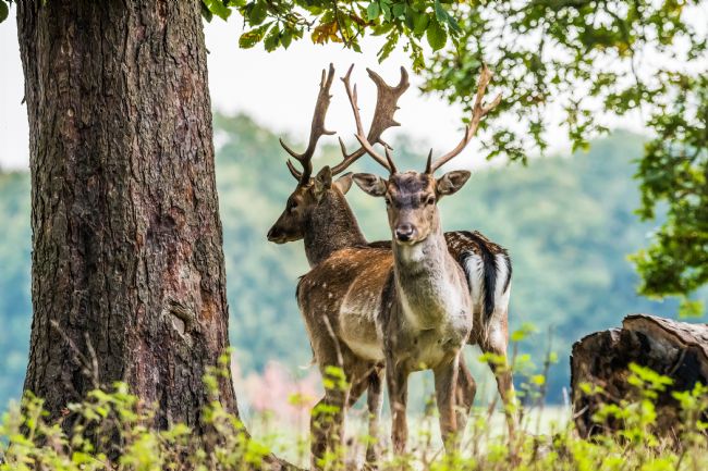 Mike Carroll | Twins