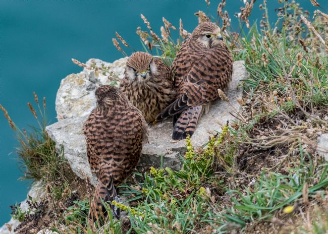 Mike Carroll | Kestrel Triplets