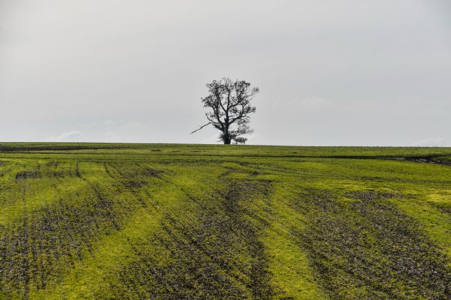 Mike Carroll | Lone Tree (1)