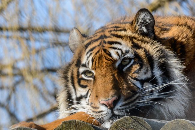 Mike Carroll | Watchful Tiger