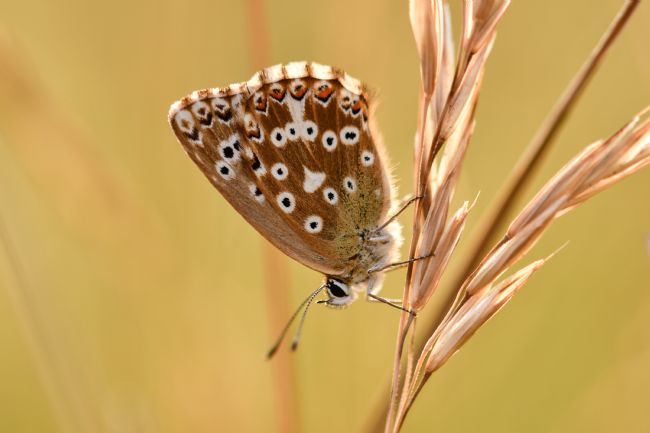 Mike Carroll | Chalkhill Blue Butterfly