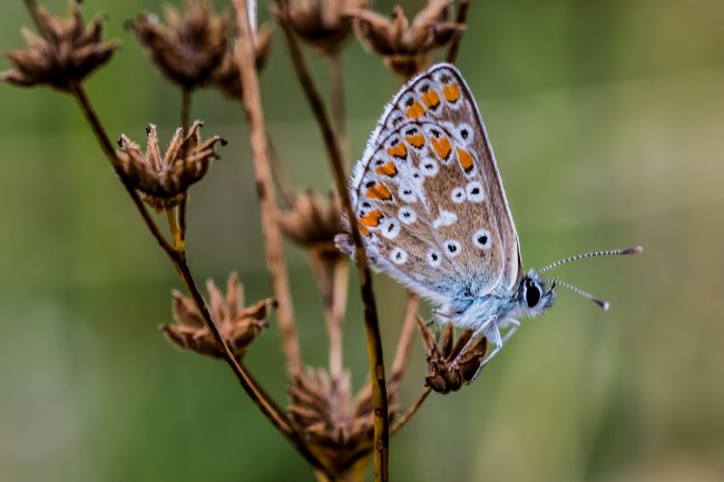 Mike Carroll | Chalkhill Blue
