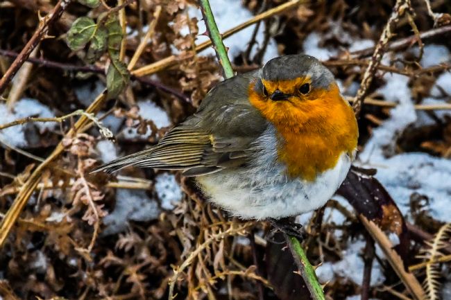 Mike Carroll | Robin in winter