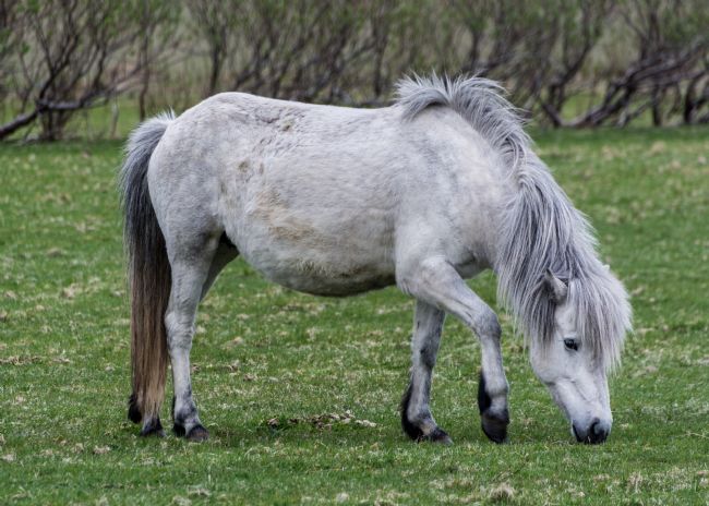 Mike Carroll | Iceland Pony