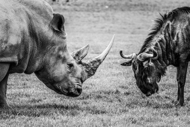 Mike Carroll | Stand off