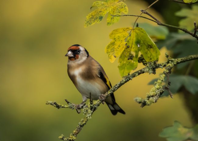 Mike Carroll | Gorgeous Goldfinch
