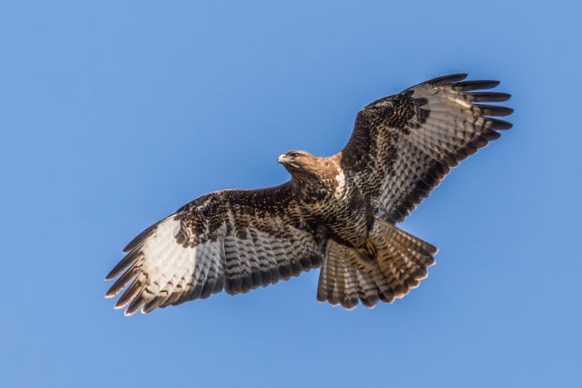 Mike Carroll | Magnificent Buzzard