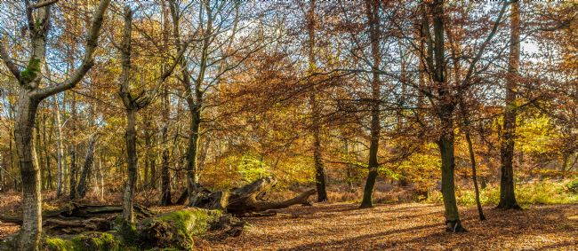 Mike Carroll | Autumn sunlight in the forest