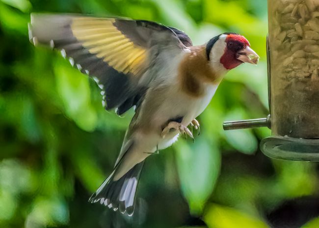 Mike Carroll | Goldfinch at the feeder