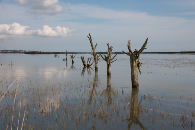 Mike Carroll | Fossilised Oak Trees (2)