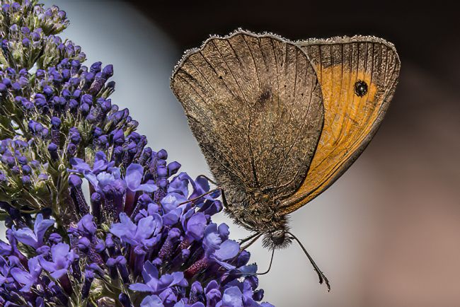 Mike Carroll | Meadow Brown Butterfly