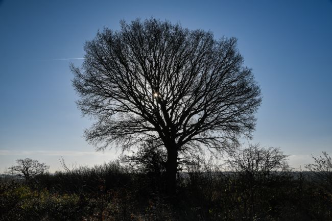 Mike Carroll | Winter tree silhouette