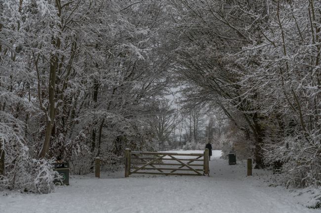 Mike Carroll | Winter walk