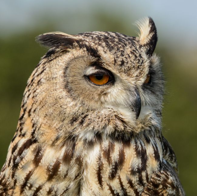 Mike Carroll | Turkmenian Eagle Owl Close-up