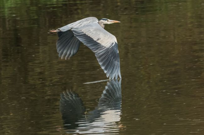 Mike Carroll | Low flying Heron