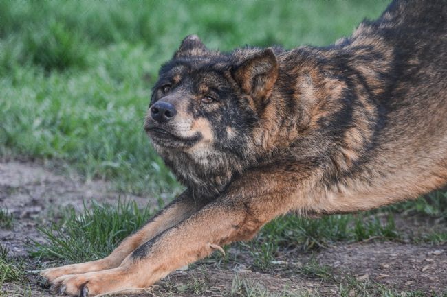 Mike Carroll | Wolf stretch