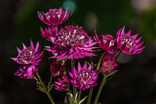 Mike Carroll | Astrantia Major