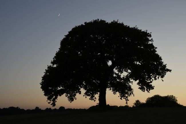 Mike Carroll | Oak tree silhouette