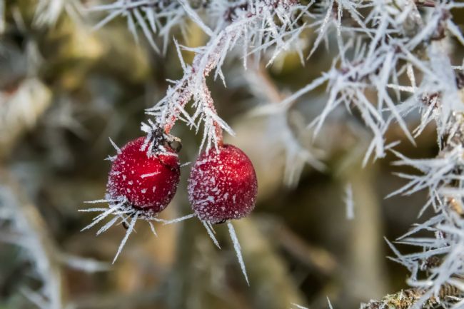 Mike Carroll | Rowan Berries in the ice