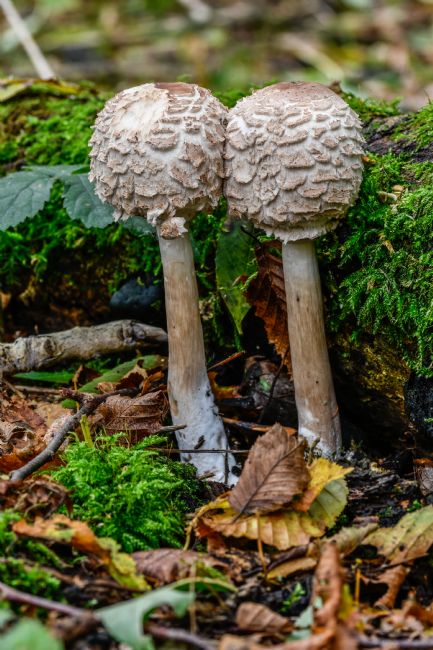 Mike Carroll | Shaggy Parasol Fungus
