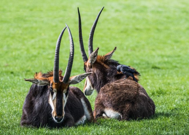 Mike Carroll | Nit picking