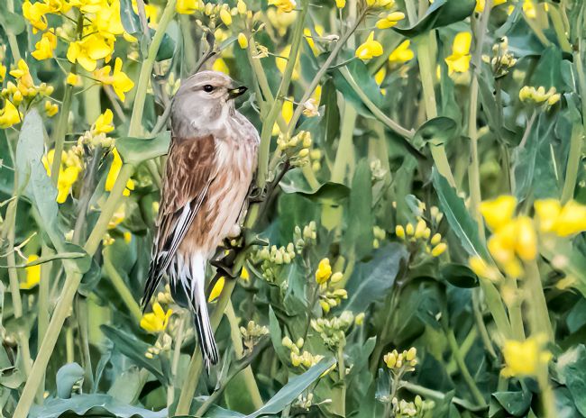 Mike Carroll | Linnet in Oil-Seed Rape field
