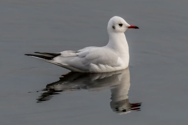 Mike Carroll | Black Headed Gull Reflections