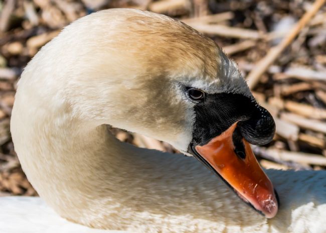 Mike Carroll | Mute Swan closeup