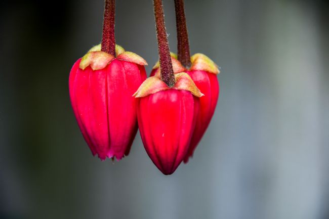 Mike Carroll | Love Heart