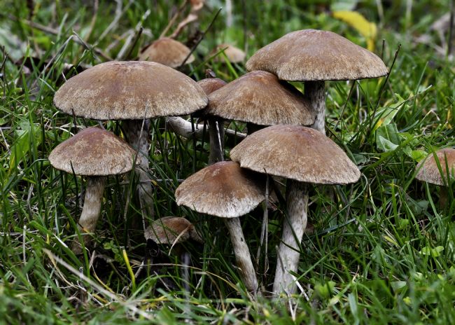 Mike Carroll | Plums and Custard Mushrooms