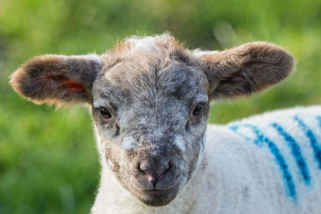 Mike Carroll | Portrait of a Lamb