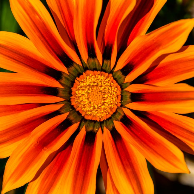 Mike Carroll | Stunning Gazania Flower