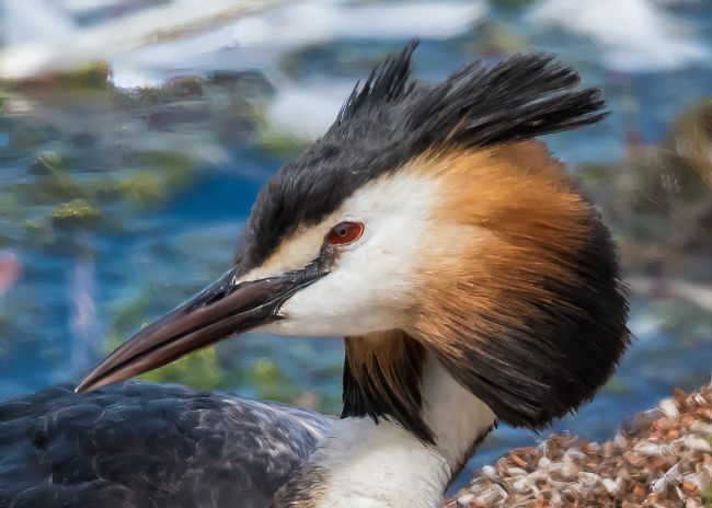 Mike Carroll | Great Crested Grebe