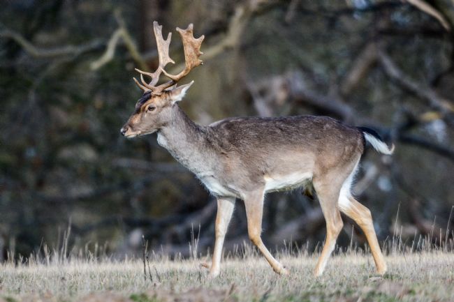 Mike Carroll | Fallow Deer Stag