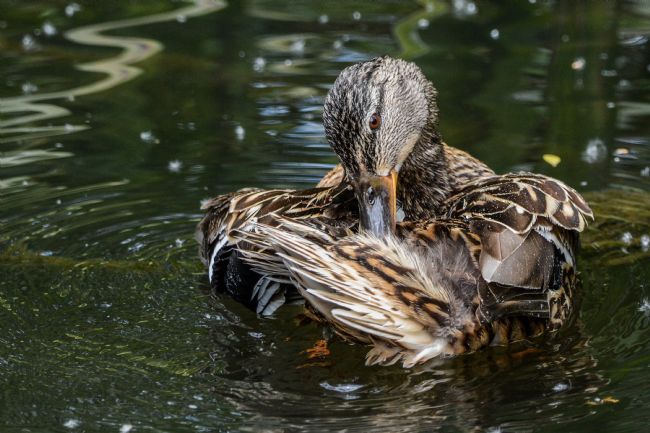 Mike Carroll | Wash and brush up